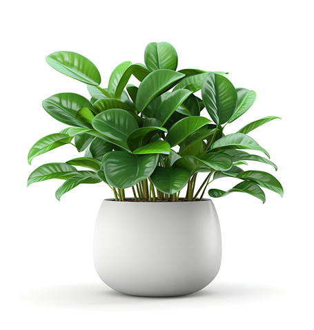 strengths succulents.jpg